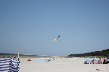 Möwe am Strand von Lubmin &copy; Martin Grund