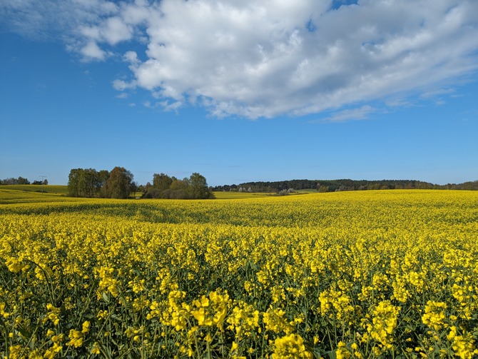 Ferienhaus in Putbus - M&auml;rchengarten H&auml;nsel und Gretel - Felder rund um unseren Hof