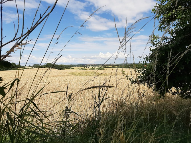 Ferienhaus in D&ouml;hnsdorf - Landhaus Unter dem Reetdach - Holsteinische Knicklandschaft