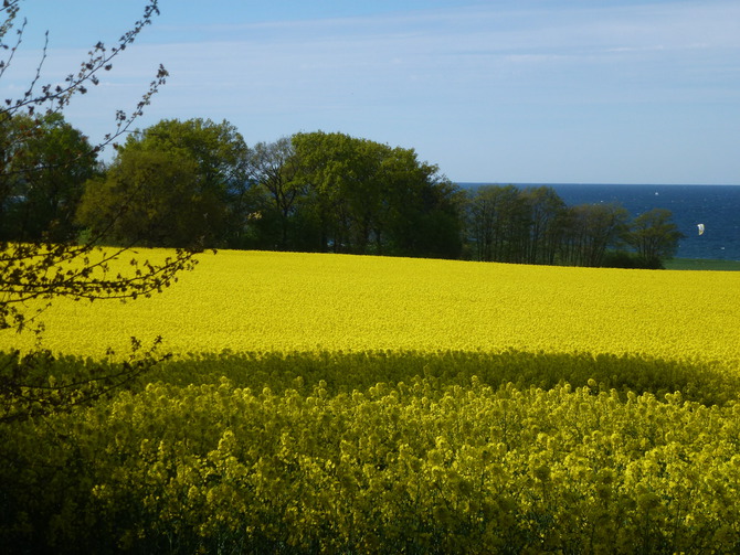 Ferienhaus in D&ouml;hnsdorf - Landhaus Unter dem Reetdach - Rapsbl&uuml;te