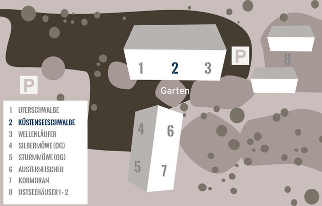 Ferienwohnung in Fehmarn OT Westermarkelsdorf - K&uuml;stenseeschwalbe - Bild 15