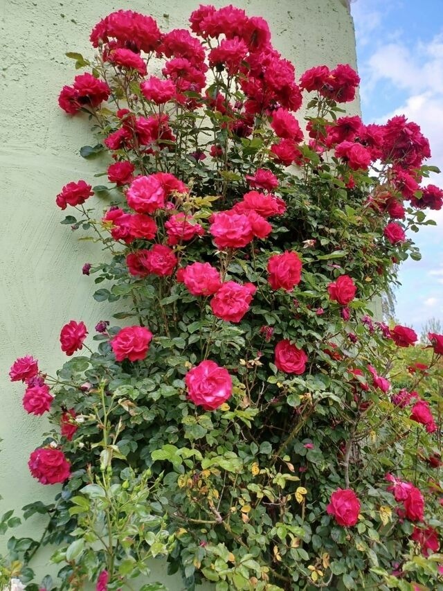 Ferienwohnung in Hohen Viecheln - Ferienwohnung "Nina" in Hohen Viecheln - Bild 8