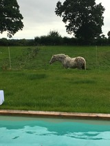 Ferienwohnung in Gro&szlig; Wittensee - Hoheluft am Wittensee Apt. 2 - Bild 19