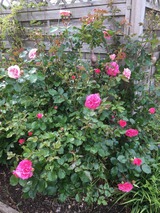 Ferienhaus in B&uuml;nsdorf - Aukamp - Bild 15