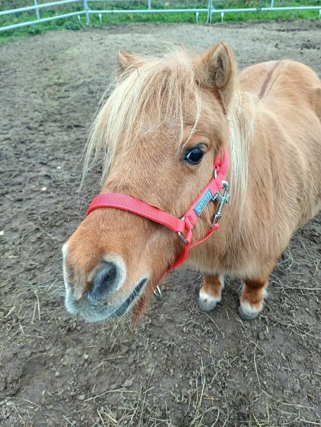 Ferienwohnung in Gr&ouml;mitz - "Pappelhof - Whg. 6" - Bild 19