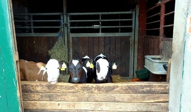 Ferienwohnung in Gr&ouml;mitz - "Pappelhof - Whg. 6" - Bild 21