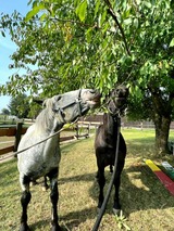 Ferienwohnung in Gr&ouml;mitz - "Pappelhof - Whg. 6" - Bild 24