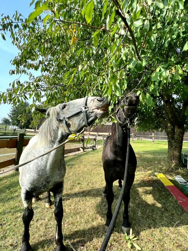Ferienwohnung in Gr&ouml;mitz - "Pappelhof - Whg. 6" - Bild 24