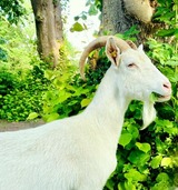 Ferienwohnung in Gr&ouml;mitz - "Pappelhof - Whg. 6" - Bild 25