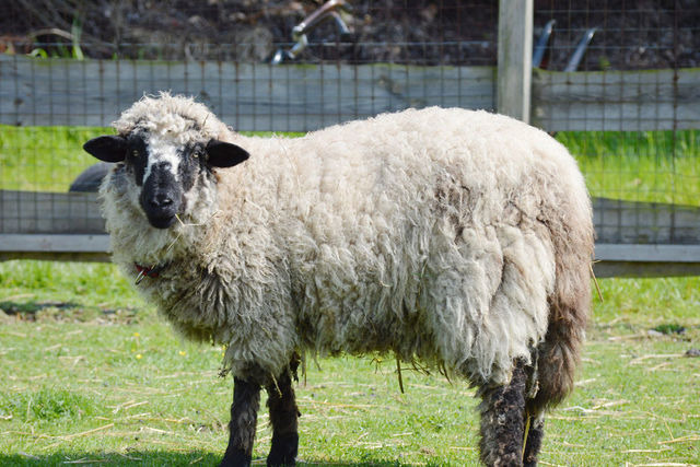 Ferienhaus in Fehmarn OT Staberdorf - Reetdachhaus 5, inkl. 2 Parkpl&auml;tze - Bild 23