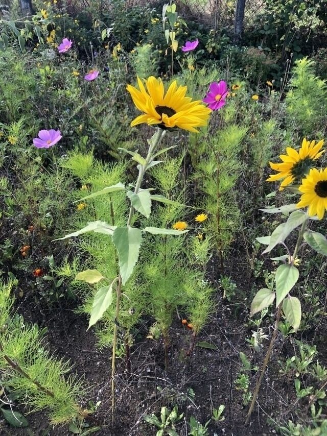 Ferienwohnung in Steinbeck - MP 3 K&uuml;stenkind - Bild 14