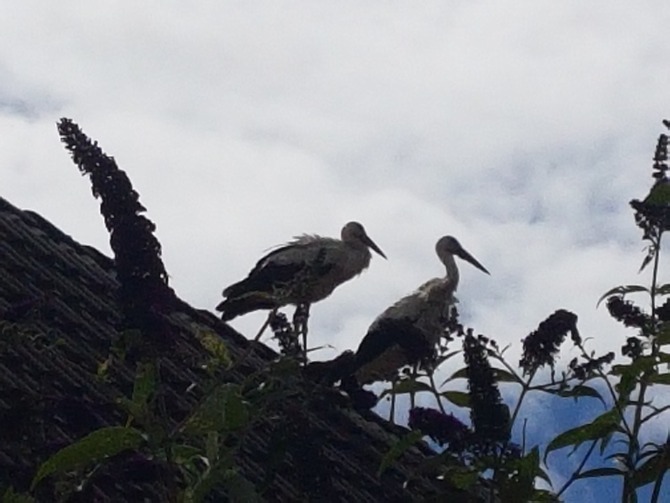 Ferienwohnung in Duvendiek - Ferienwohnung Storchenhof - Flugtraining der Jungst&ouml;rche auf unseren D&auml;chern
