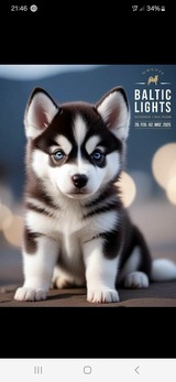 Ferienwohnung in L&uuml;tow - Ferienhaus K&ouml;hler Am Walde , Urlaub mit Hund - Bild 17