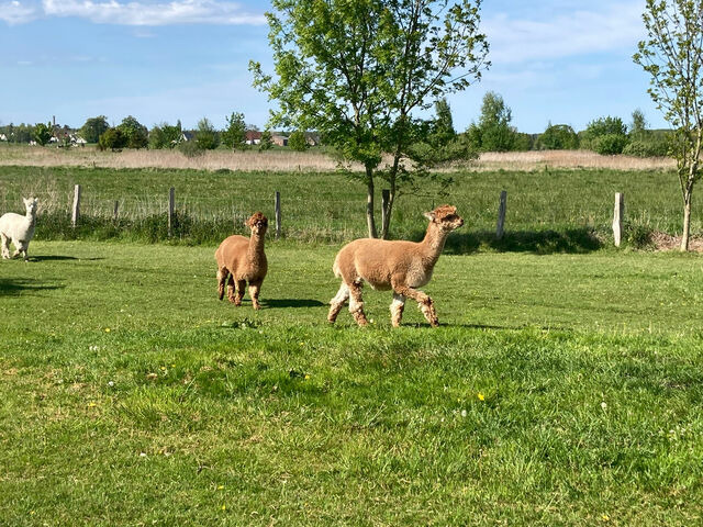 Doppelzimmer in B&ouml;rgerende-Rethwisch - Hus un K&ouml;ken - 2 - Bild 10
