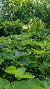 Ferienwohnung in Grube - Edler Altbau, 2,80m breites Doppelbett - Bild 17