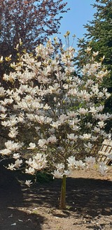 Ferienwohnung in Heiligenhafen - FeWo Todeskino "M&ouml;wennest" in Heiligenhafen - Bild 25